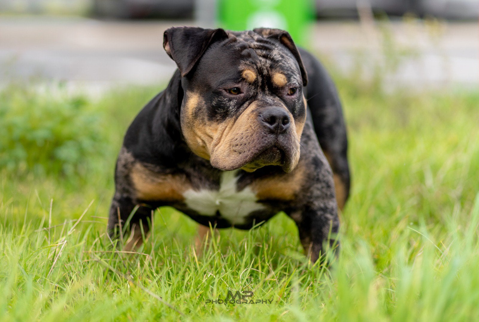 American Bully Dekreu Merle Tricolor pups, België, Fokker | Hobbymatig, Reu, 1 tot 2 jaar