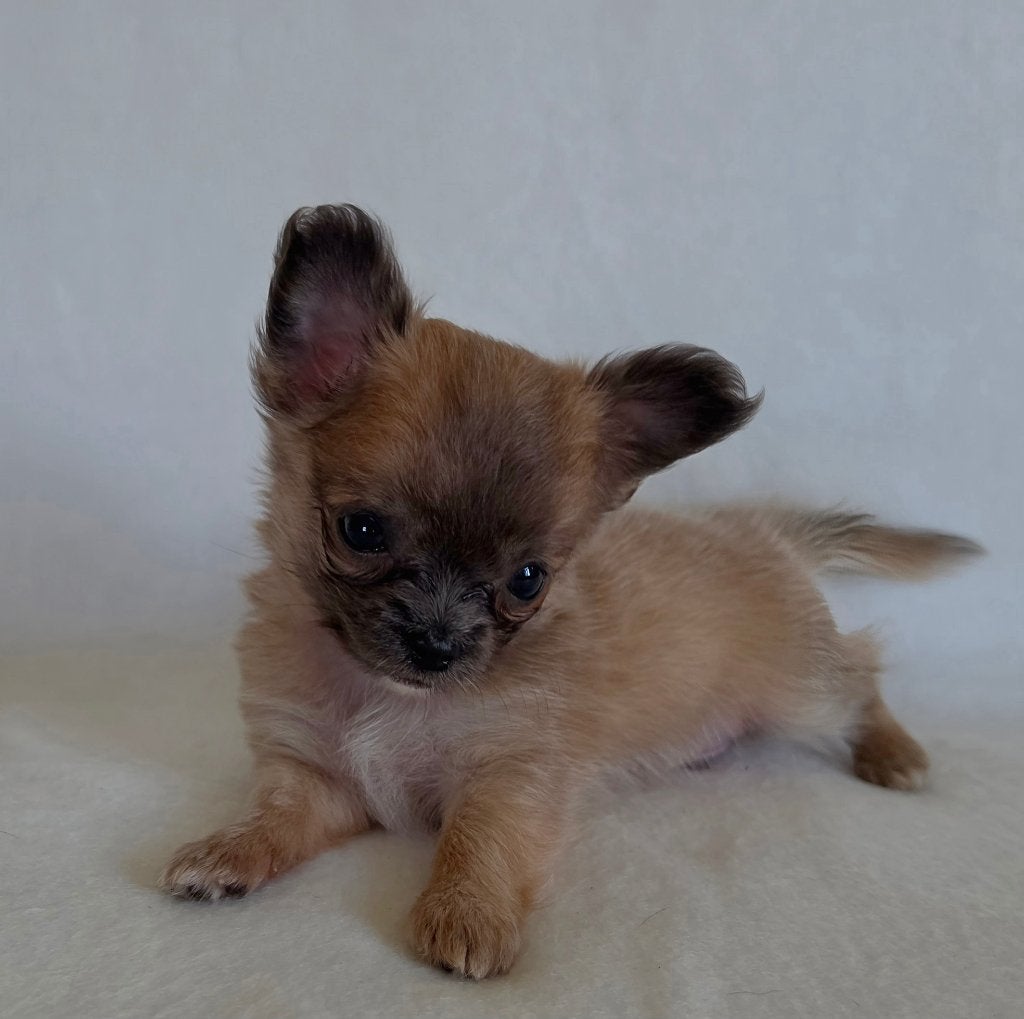 Chihuahua pup (klein reutje), België, Particulier, 8 tot 15 weken, Parvo