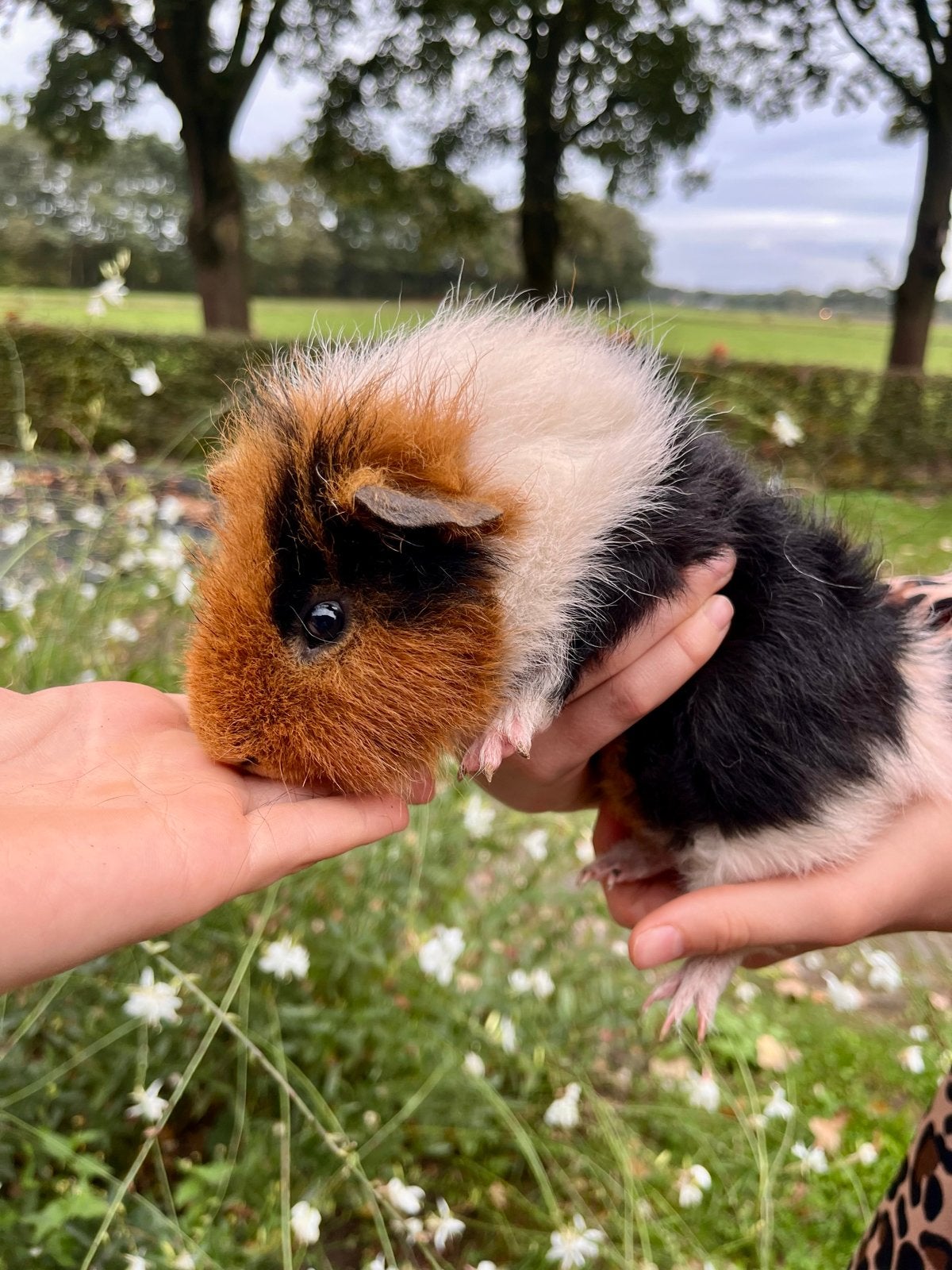 Mannetjes cavia, Dieren en Toebehoren, Mannelijk, Tam, Maart, Cavia