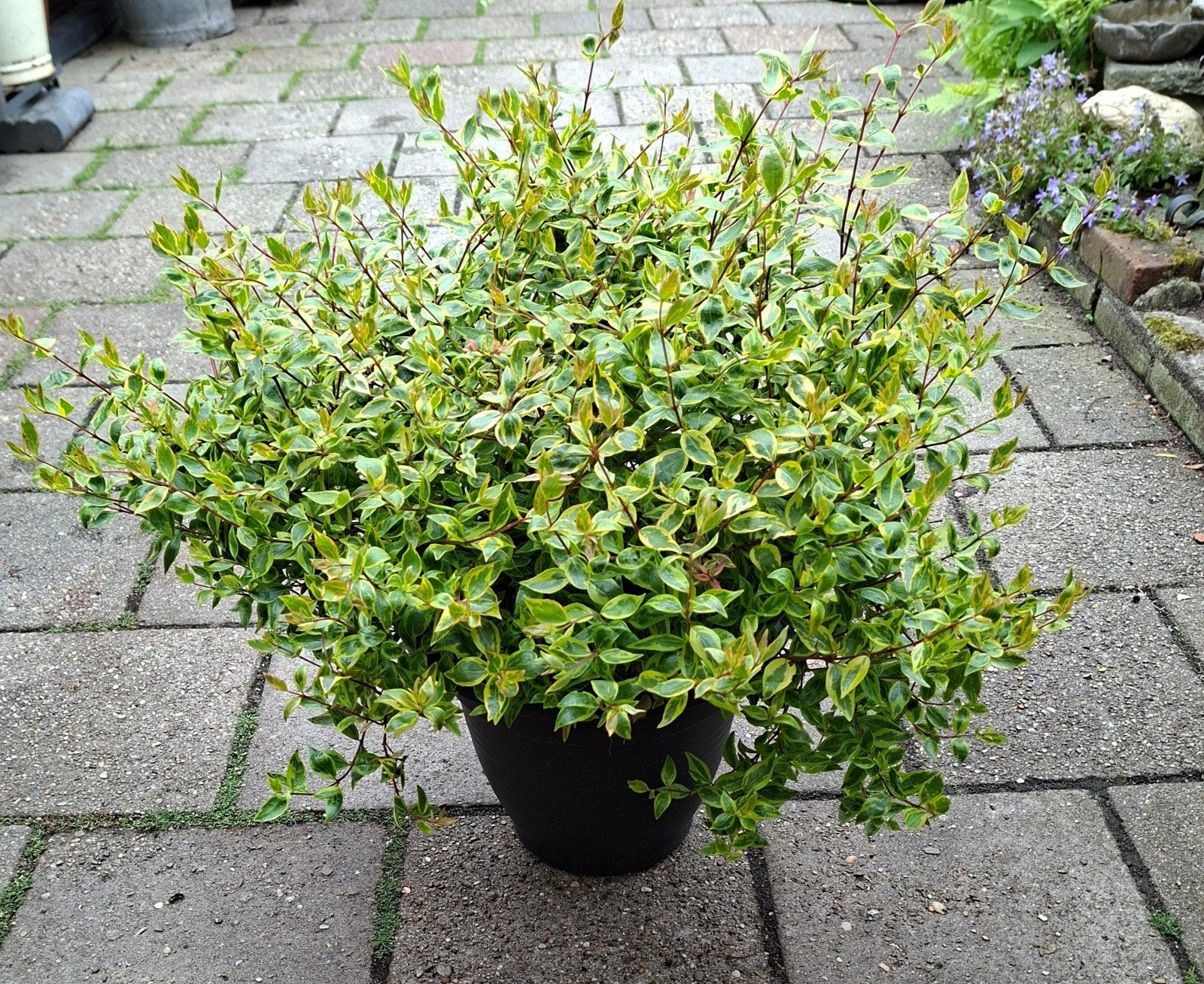Abelia mooie volle vaste plant, Tuin en Terras, Planten | Tuinplanten, Ophalen of Verzenden, Overige soorten, Volle zon