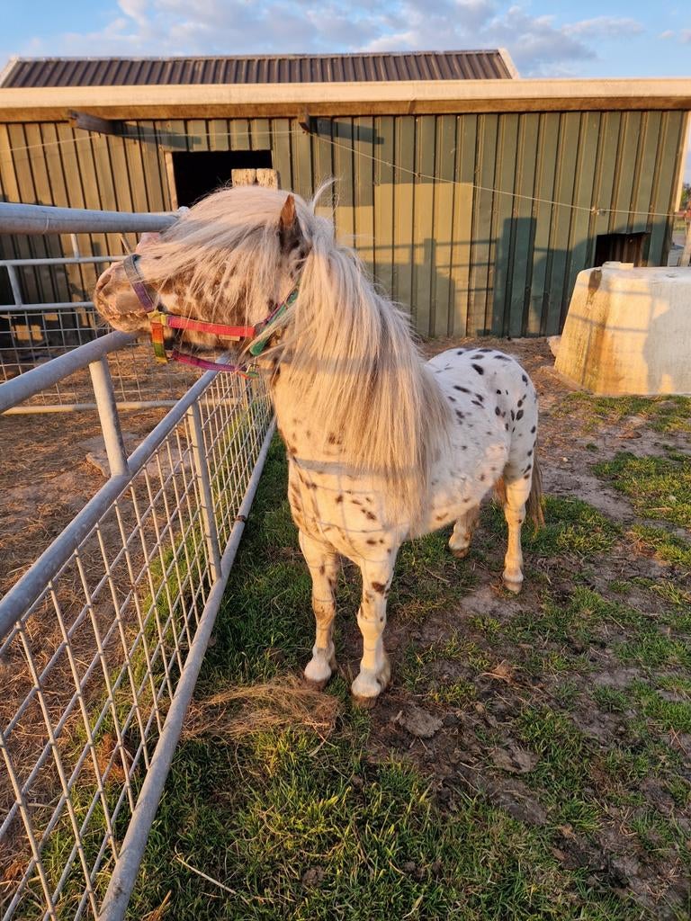 Mini appaloosa's ter dekking!, Dieren en Toebehoren, Paarden en Pony's | Dekhengsten en Fokmerries, Hengst