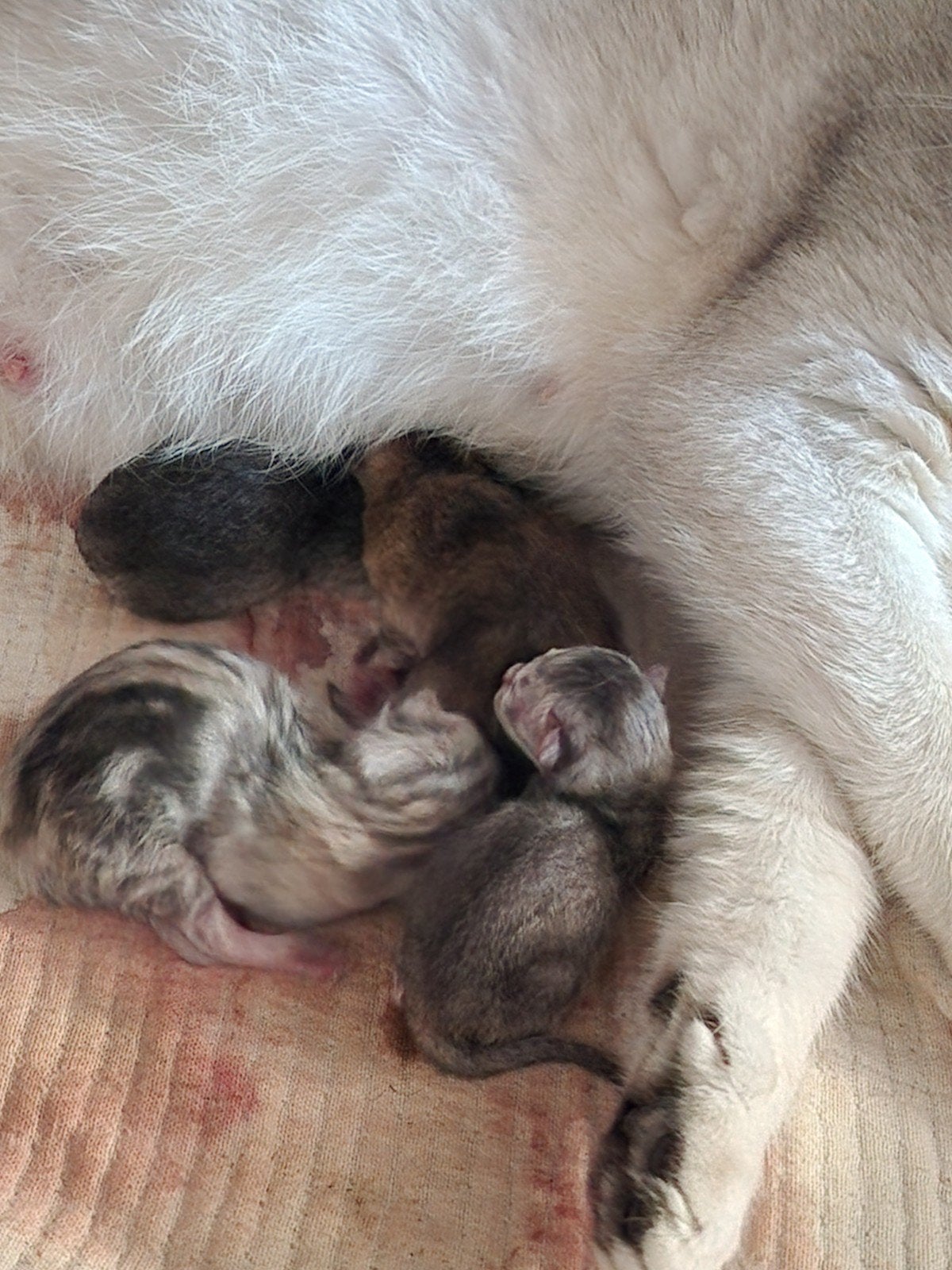 Pasgeboren kittens te koop mainecoon x Britse korthaar, Poes
