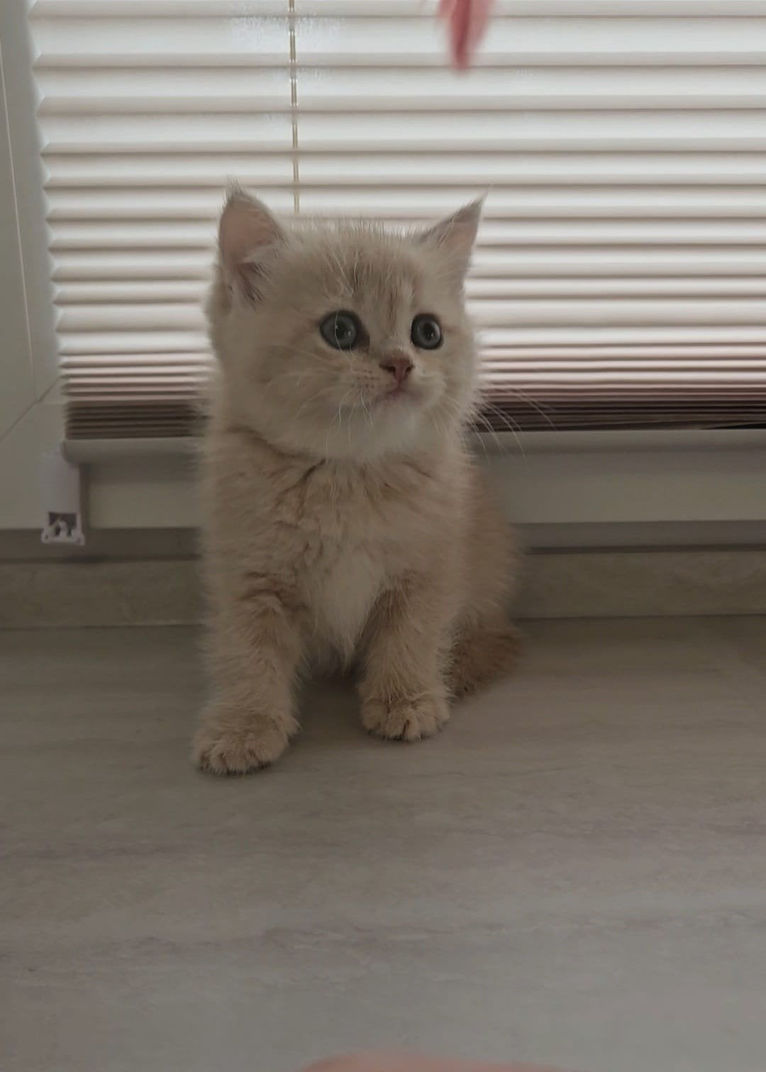 Britse korthaar kittens, Meerdere dieren, Ontwormd, 0 tot 2 jaar