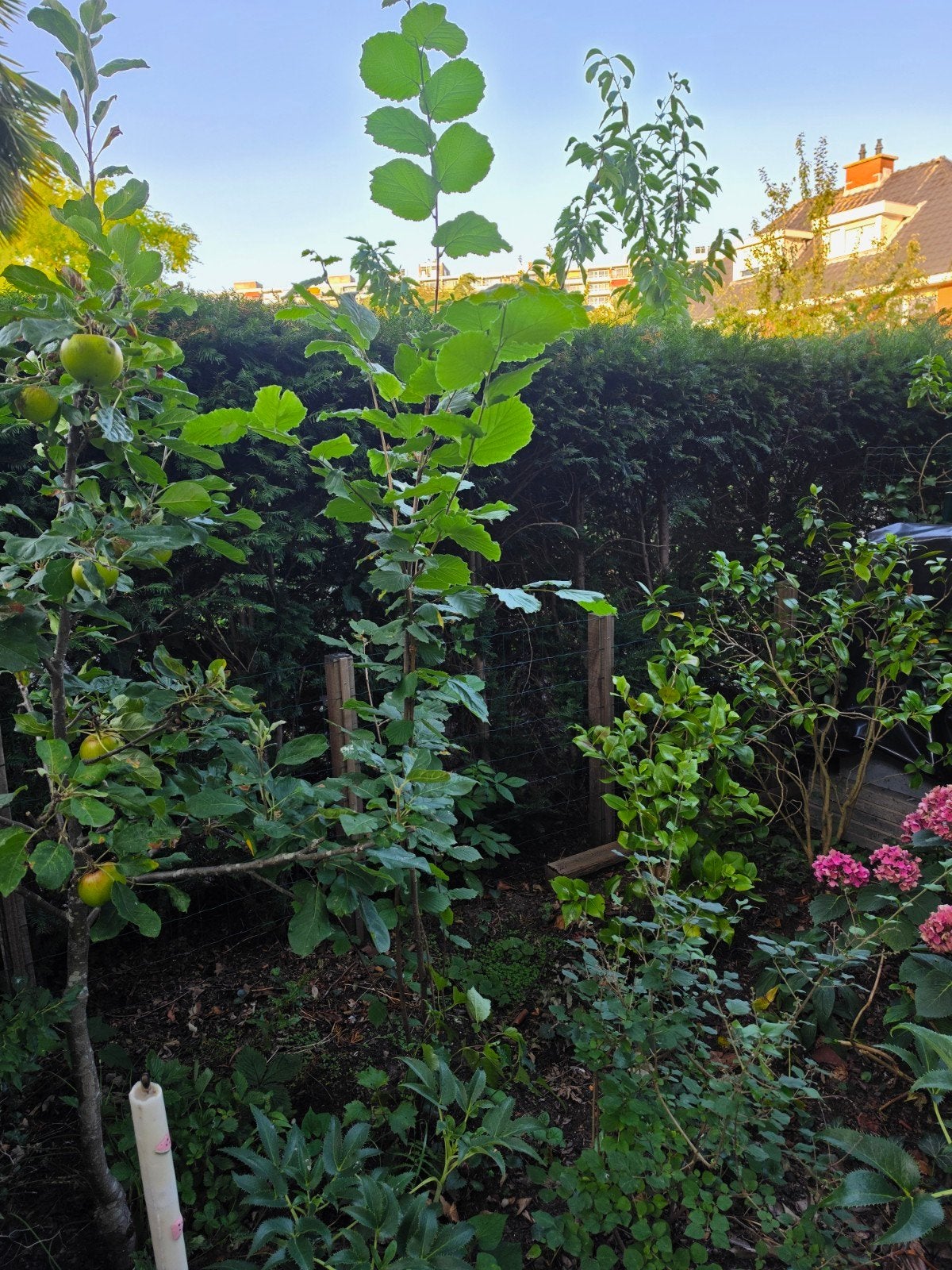 Hazelaar boompje 2.10 meter exclusief kluit, Tuin en Terras, Planten | Bomen, Ophalen, Overige soorten, 100 tot 250 cm