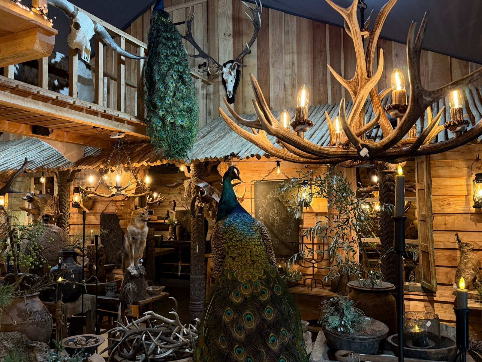 Opgezette pauw  opgezet taxidermie pauwen, Ophalen, Nieuw, Vogel, Opgezet dier