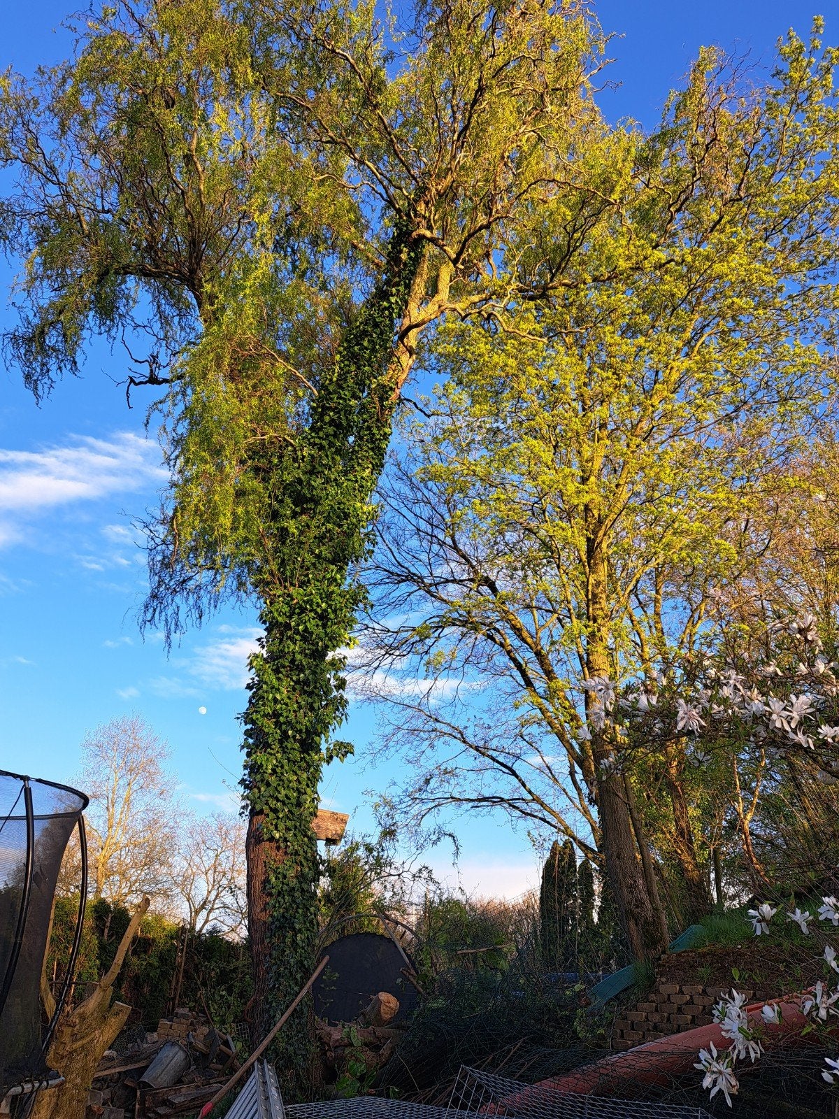 Gratis hout, Tuin en Terras, Ophalen, Halfschaduw, Overige soorten, 100 tot 250 cm