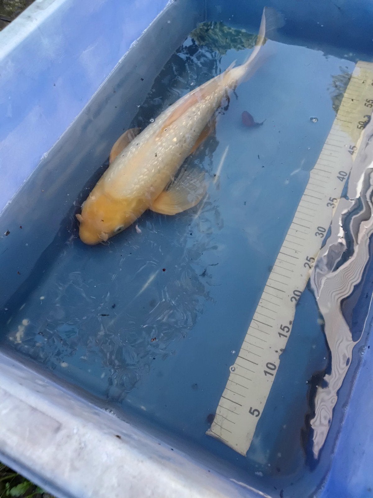 koikarper Yamabuki Ogon, Karper of Koi