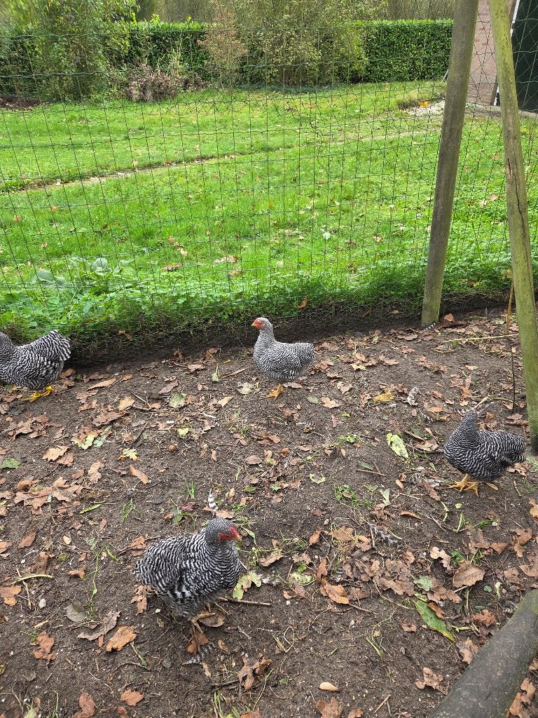Haan Wyandotte kriel gestreept, Dieren en Toebehoren, Mannelijk, Kip