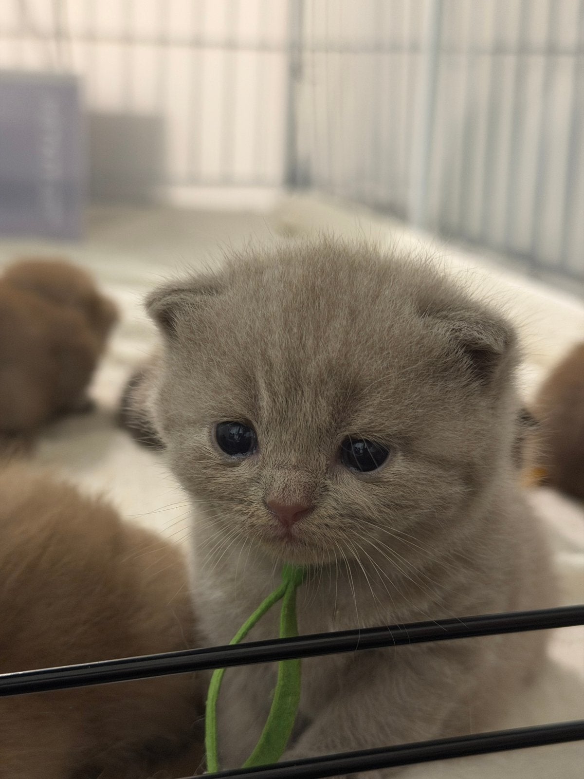 British Shorthair Cinnamon + Chocolate + Fawn, Dieren en Toebehoren, Katten en Kittens | Raskatten | Korthaar, Poes, Met stamboom