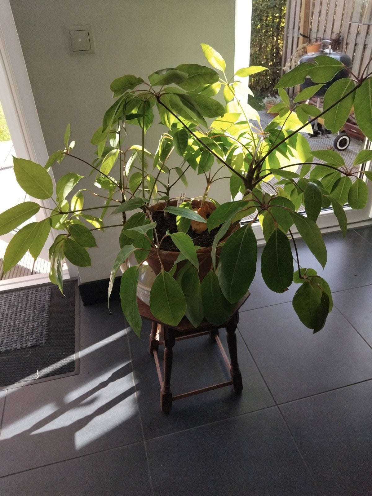tropise plant 80 bij 80 cm groot, Ophalen, Halfschaduw, Minder dan 100 cm