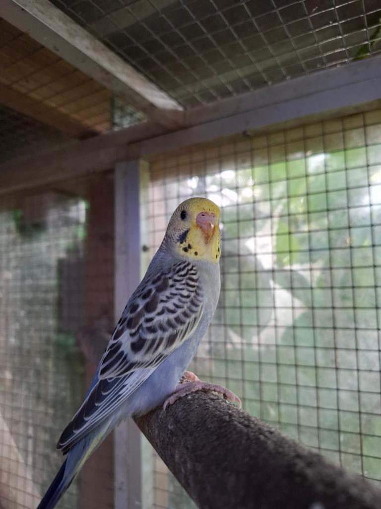 Grasparkieten vliegen nu uit., Meerdere dieren, Parkiet