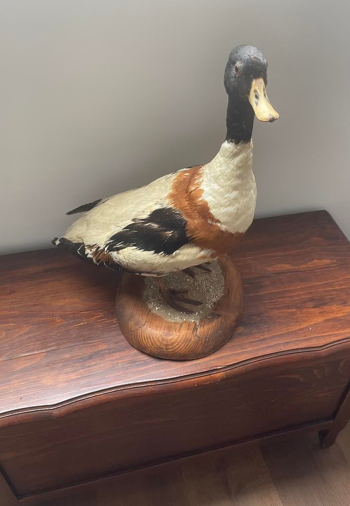 Opgezette grote eend, Ophalen, Zo goed als nieuw, Vogel, Opgezet dier
