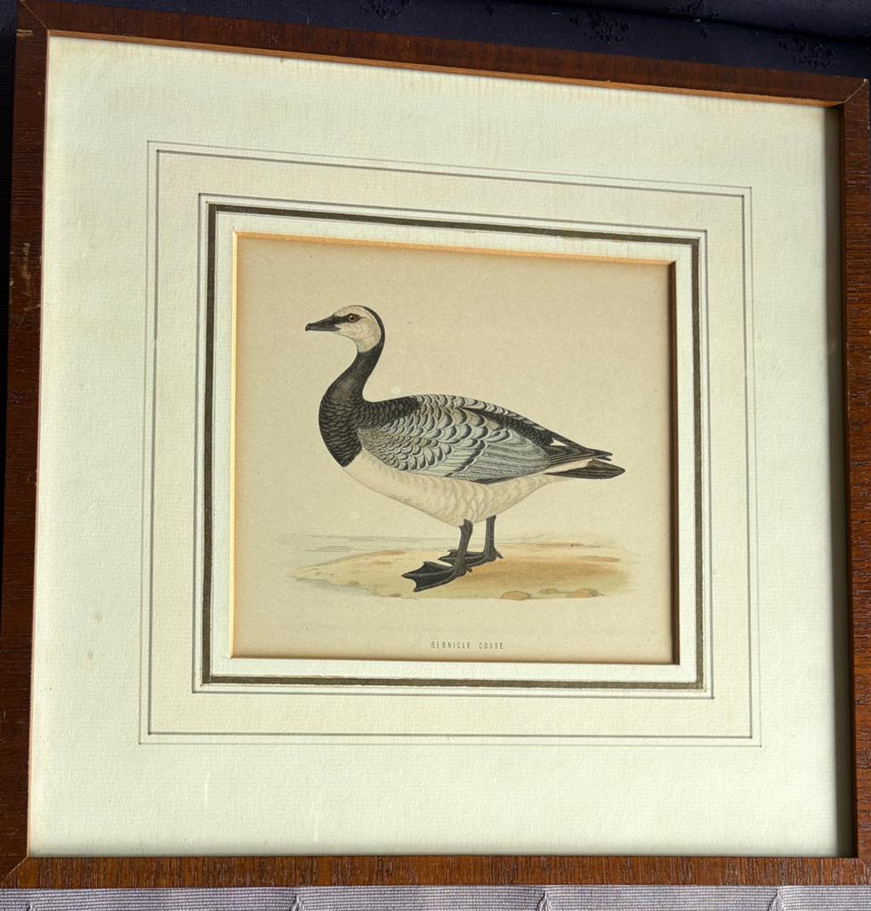 Bernicle Goos, Ophalen, Flora en Fauna, 30 cm, 30 cm