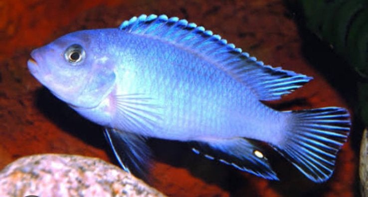Mbuna malawi cichliden lichtblauw, Vis