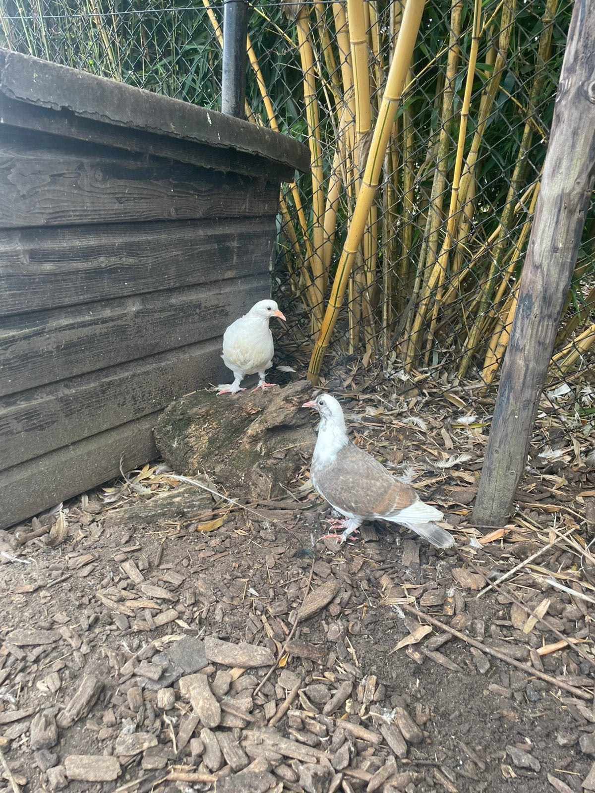 Jonge Romeinse duiven, piepers., Meerdere dieren, Kip