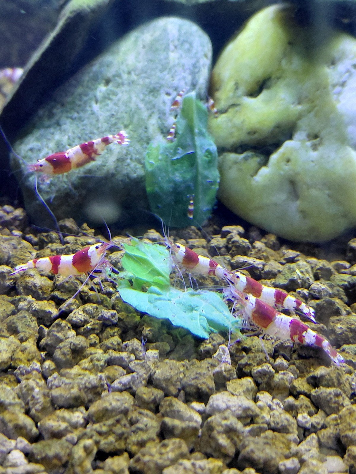 Red crystal garnaal, Kreeft, Krab of Garnaal