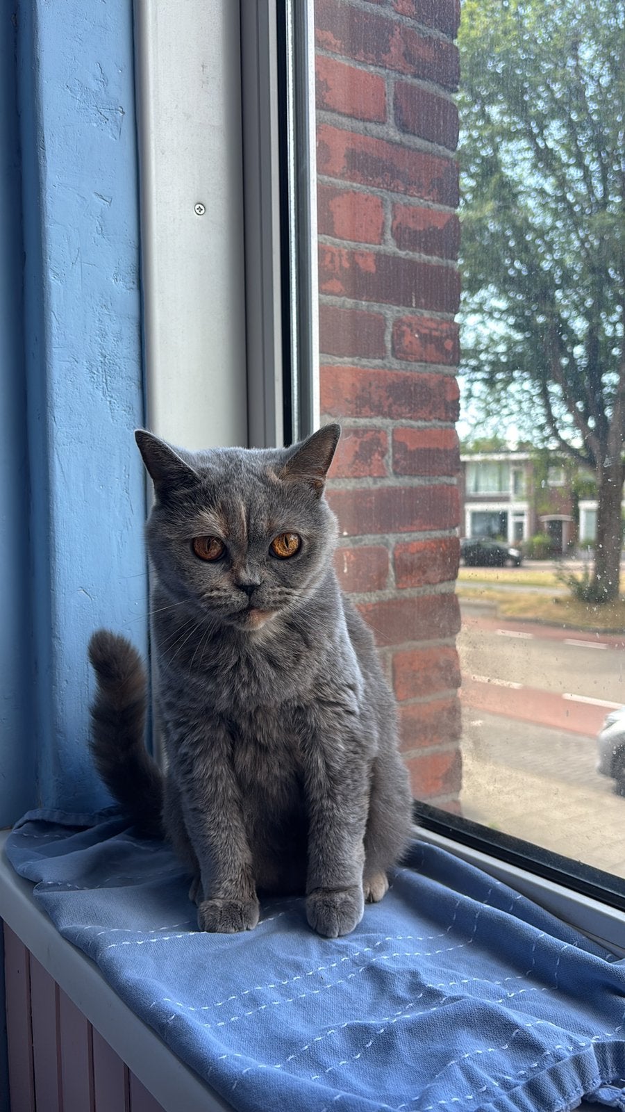 Britse korthaar, Dieren en Toebehoren, Poes, Gechipt, 3 tot 5 jaar