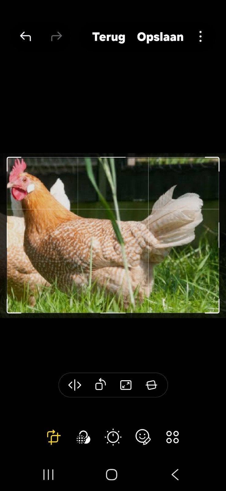 Friese Hoen Haan Goudpel, Dieren en Toebehoren, Pluimvee, Mannelijk, Kip