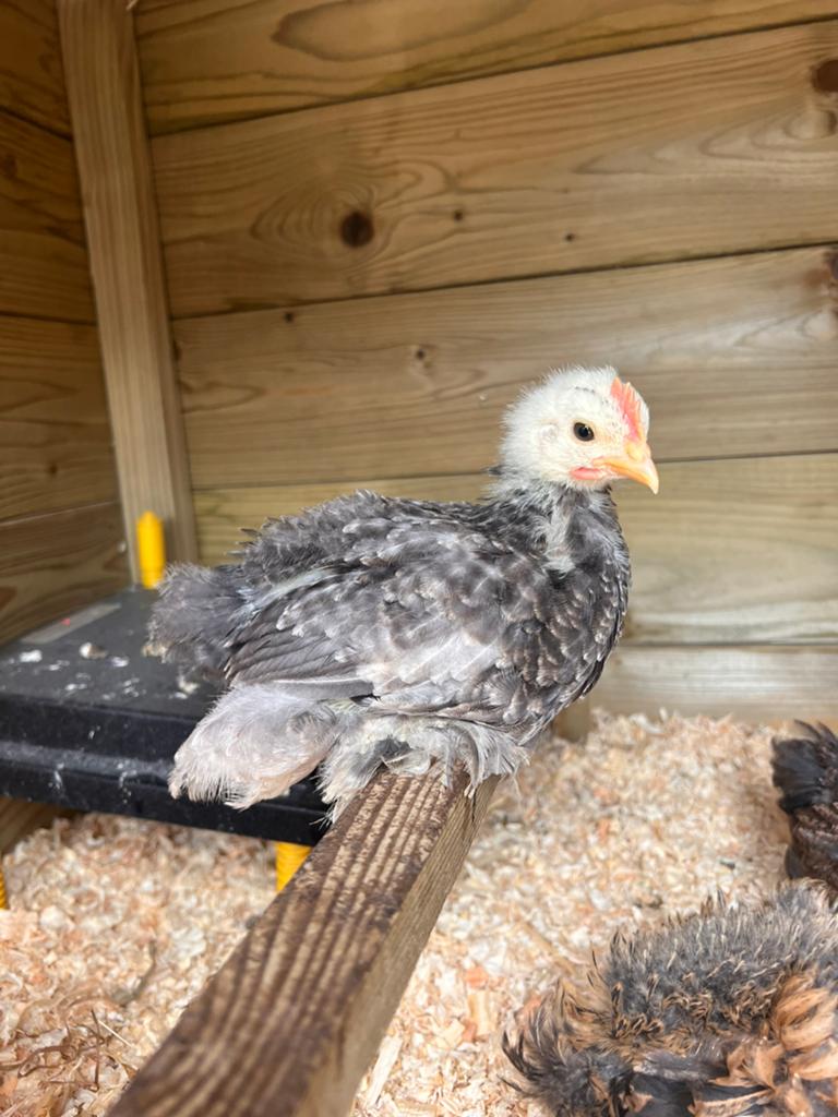Cochin kriel haantje, Dieren en Toebehoren, Pluimvee, Mannelijk, Kip
