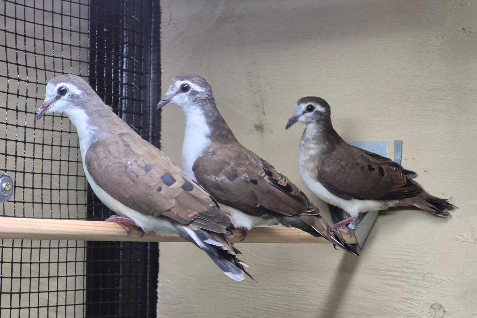 Tamboerijnduiven, Dieren en Toebehoren, Meerdere dieren, Overige soorten