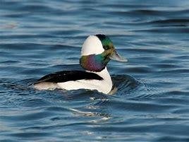 buffelkop eend / eenden, Dieren en Toebehoren, Meerdere dieren, Eend