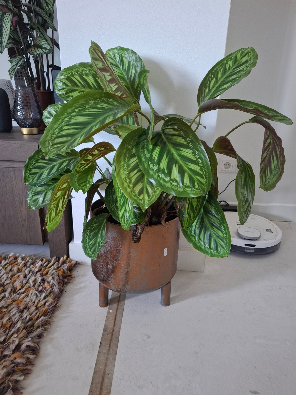 Grote Calathea plant, Vaste plant, Bloeit niet, Halfschaduw, Ophalen