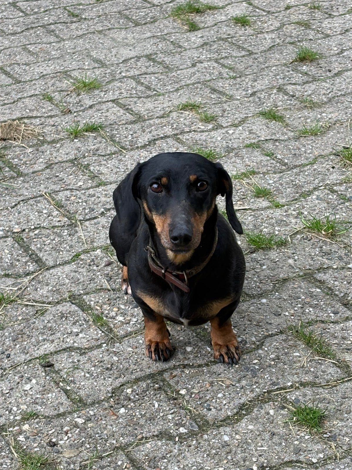 Teckel teefje 3 jaar, Standaard, Particulier, Rabiës (hondsdolheid), Teef