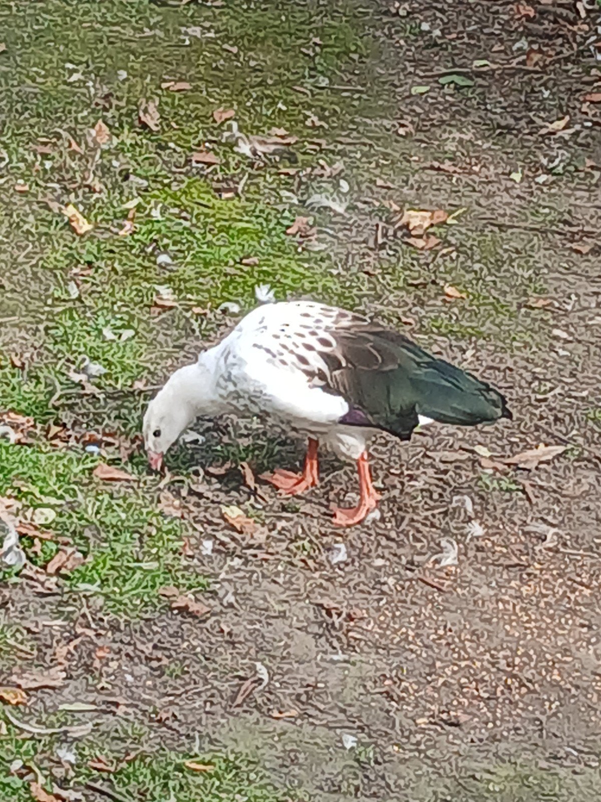 Andes gans man gevraagd, Dieren en Toebehoren, Mannelijk, Gans of Zwaan