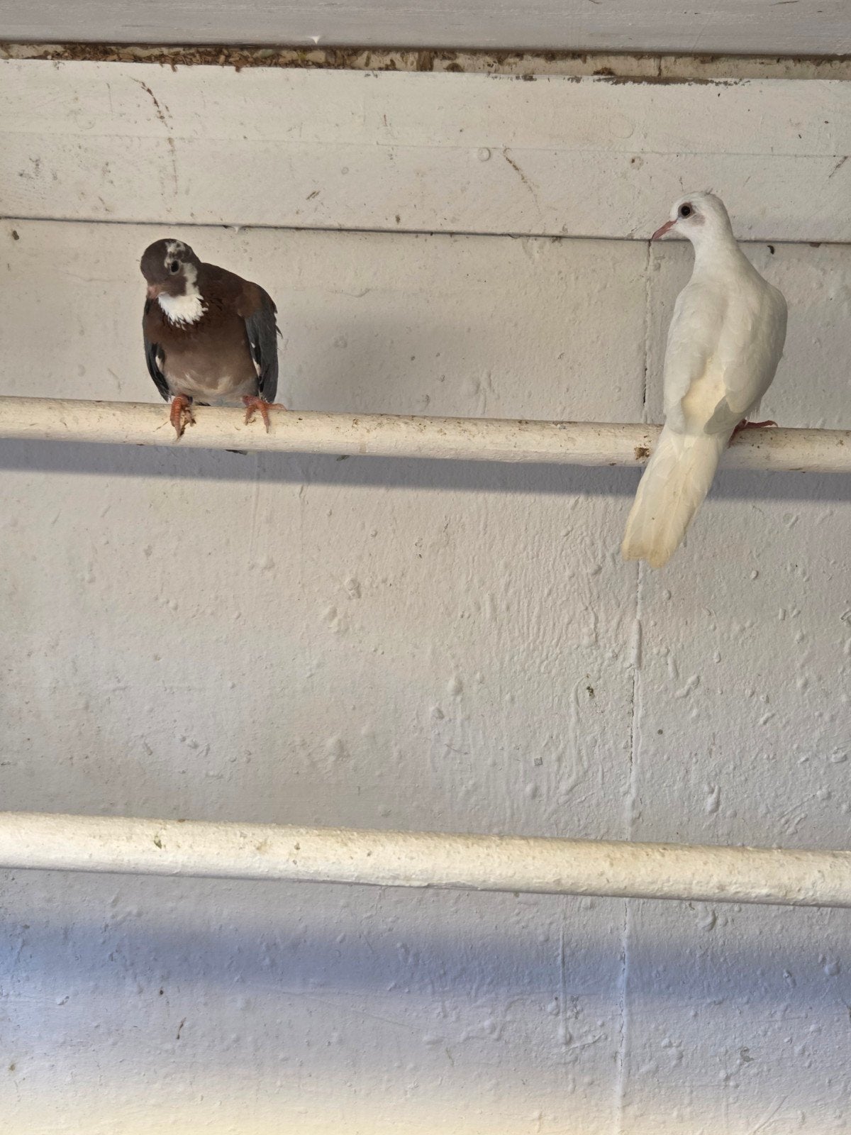 senegal mutaties, Meerdere dieren, Overige soorten
