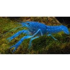 Volwassen blauwe Florida kreeften, Kreeft, Krab of Garnaal, Zoetwatervis