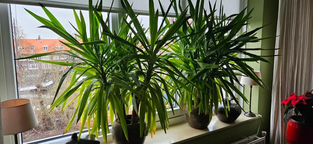 2x yucca's ( ophalen in Groningen), Huis en Inrichting, Kamerplanten, Ophalen, Halfschaduw, Minder dan 100 cm