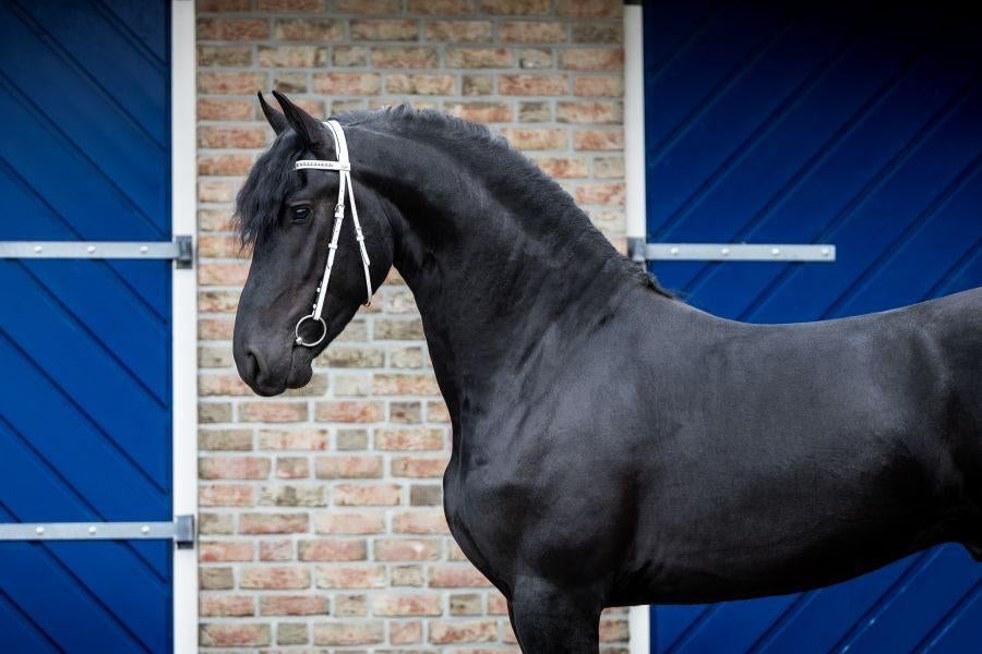 Grote en goed bewegende Friese hengst met super karakter, Dieren en Toebehoren, Paarden, Met stamboom, Niet van toepassing, Hengst