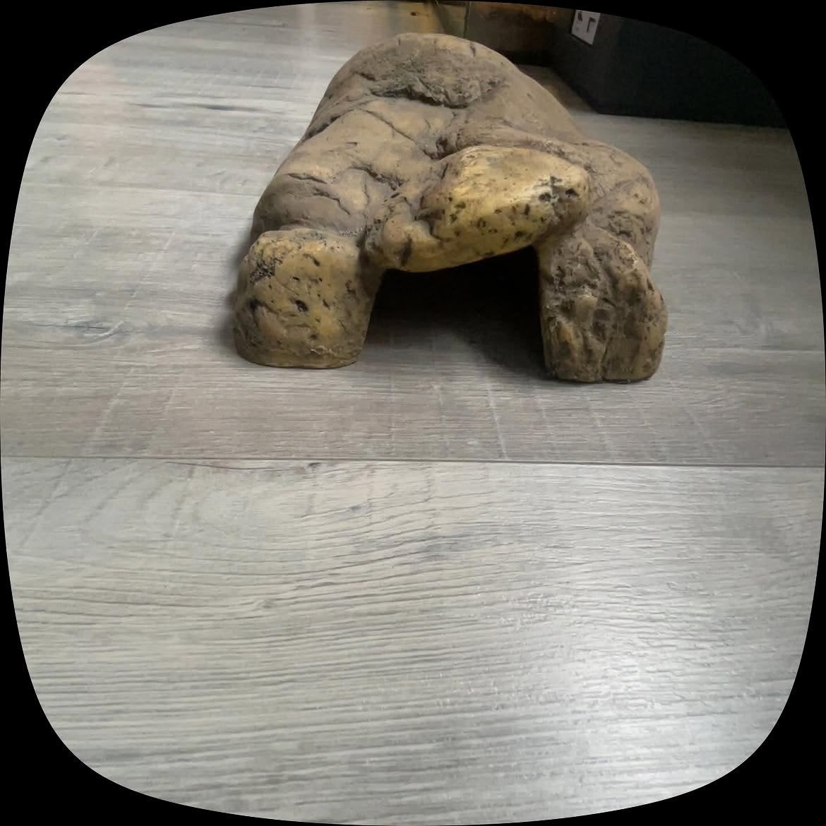 schildpad accessoires, Ophalen of Verzenden, Zo goed als nieuw, Tak, Plant, Rots of Steen