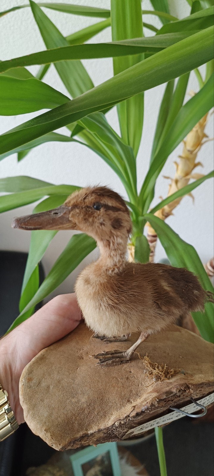 Antieke opgezette jonge eend - Taxidermie, Ophalen of Verzenden, Gebruikt, Vogel, Opgezet dier