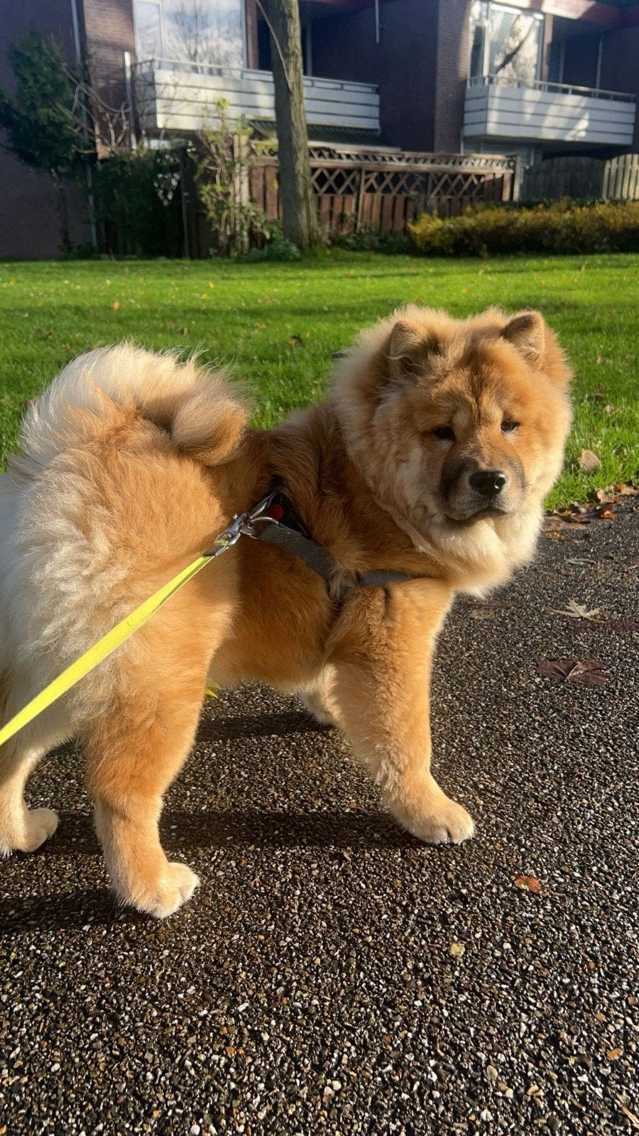 Lieve chowchow, Keeshond, 1 tot 2 jaar, Teef, Eén hond