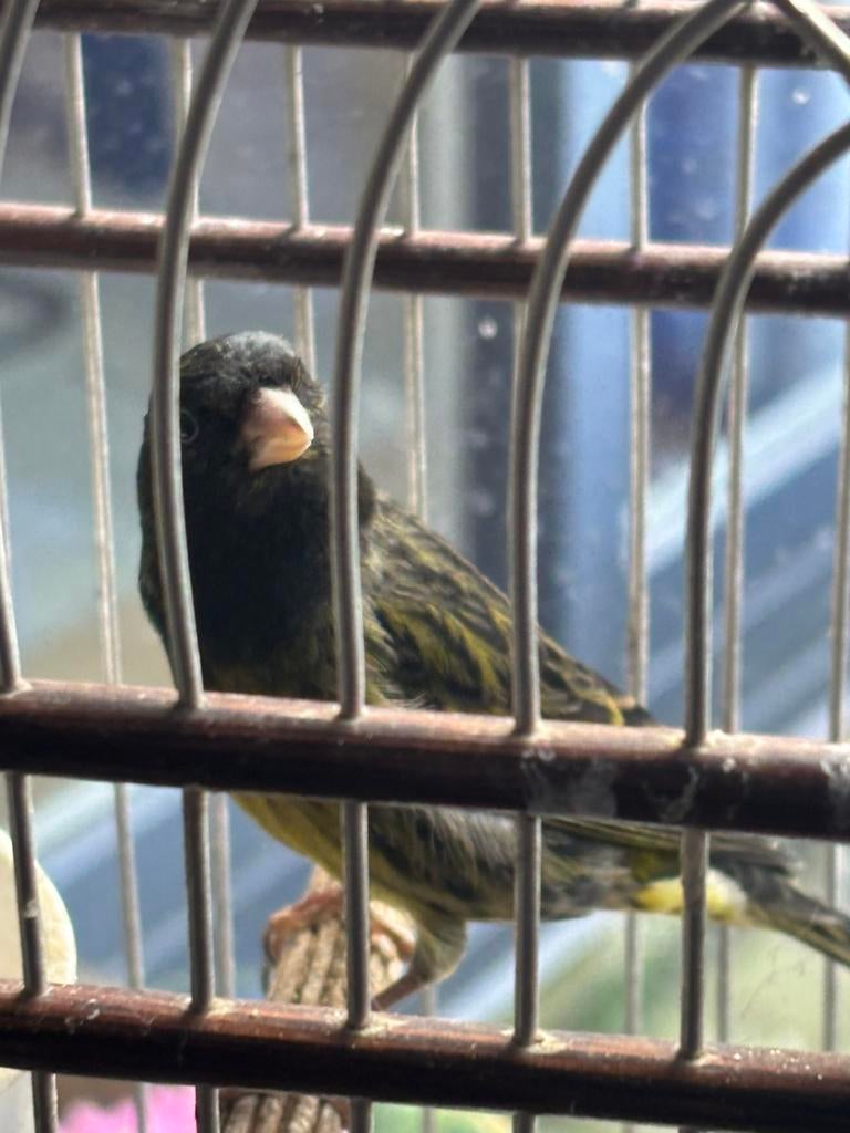 Zwarte sijs bastaard kanarie, Mannelijk, Bastaard
