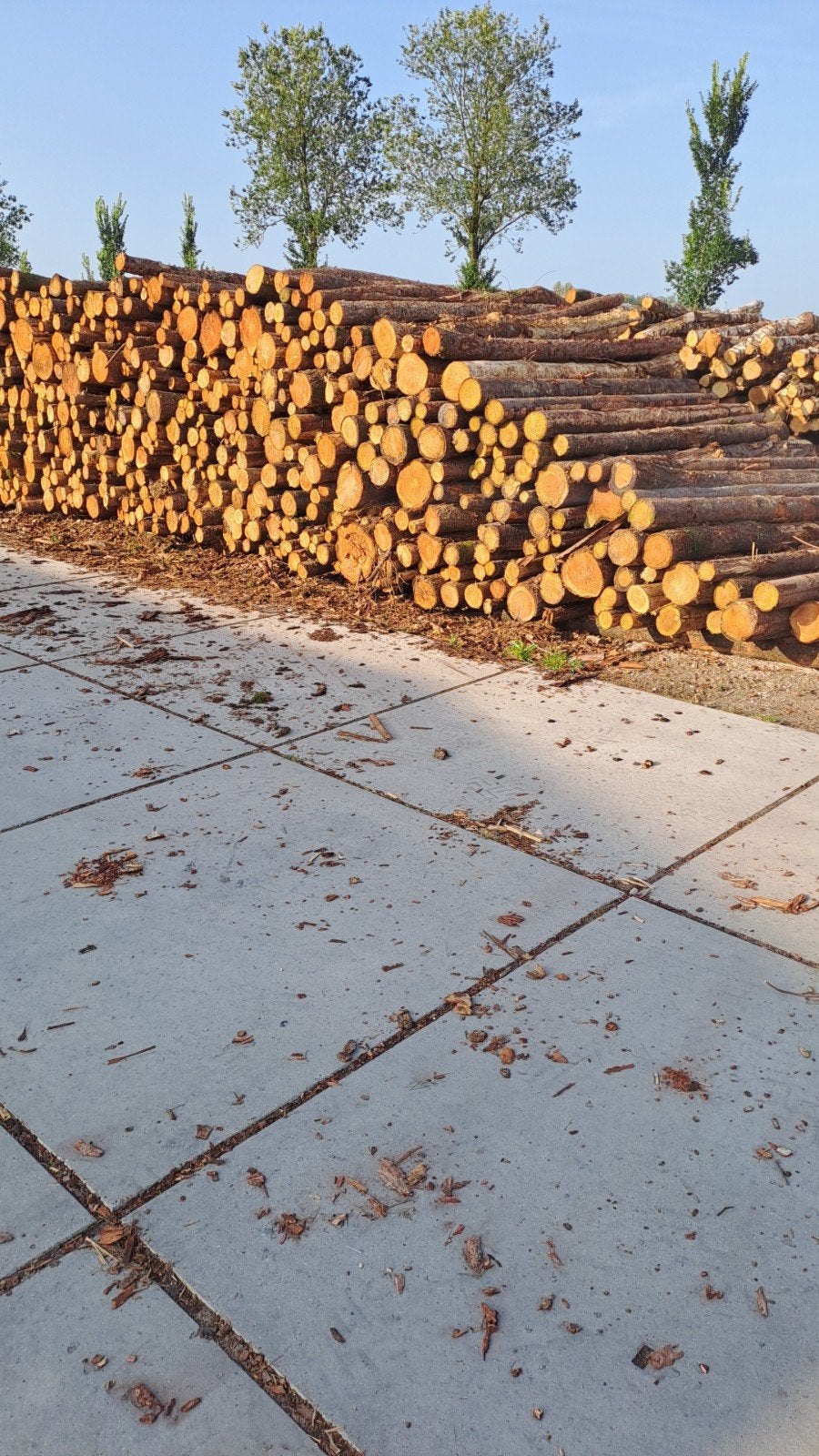 Douglas timmerhout palen zijn 3 meter l 5 tot 30 cm doorsnee, Minder dan 3 m³, Ophalen, Overige houtsoorten, Stammen