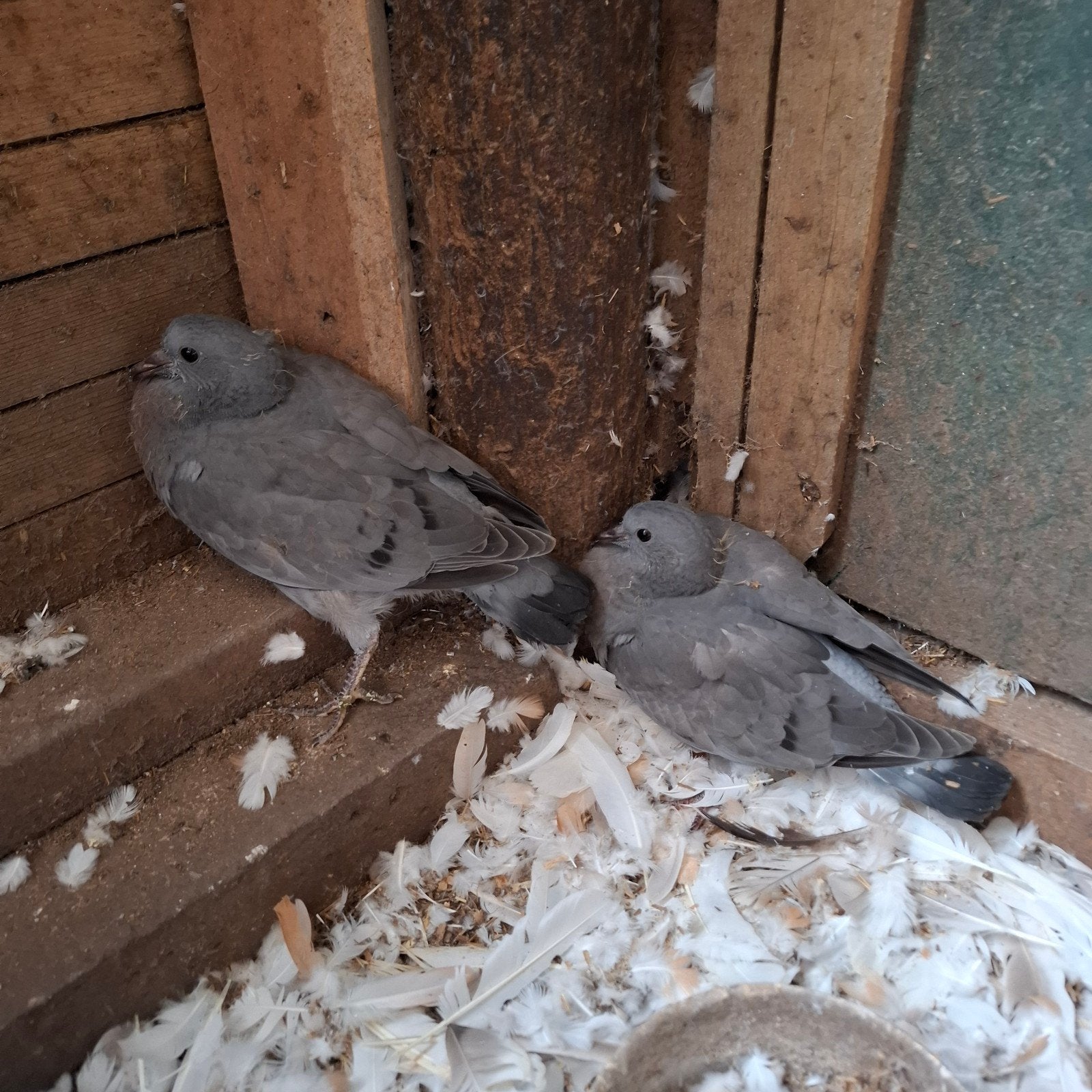 mooie duiven, Meerdere dieren, Overige soorten