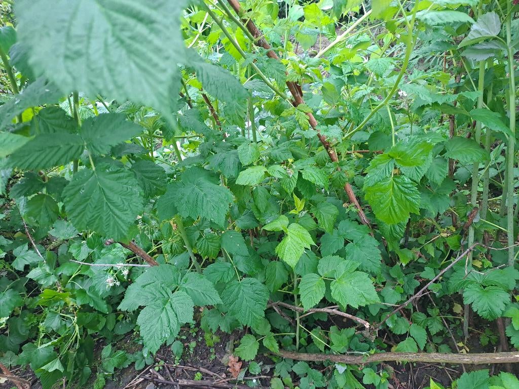 Gratis frambozen struikjes, Volle zon, Vaste plant, Ophalen of Verzenden, Zomer