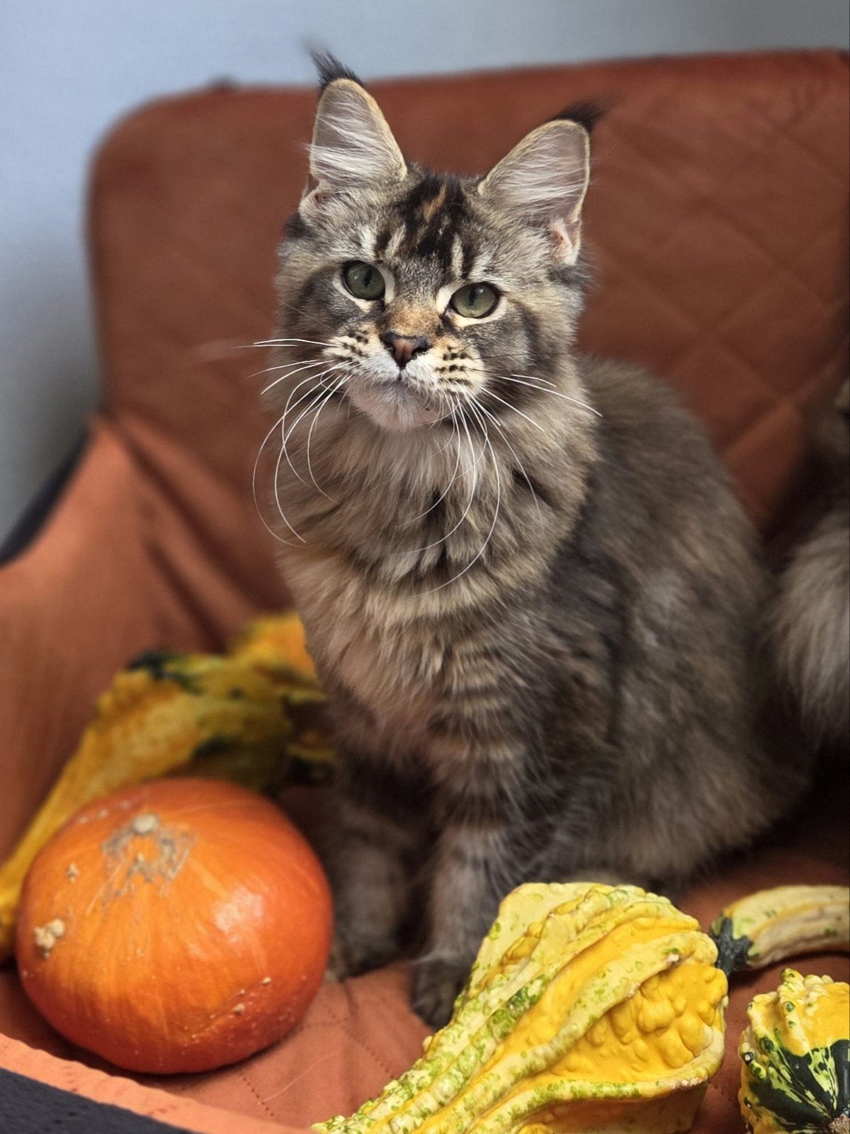 Maine Coon kittens met stamboom – uniek warm bruin, Dieren en Toebehoren, Meerdere dieren, Met stamboom, 0 tot 2 jaar