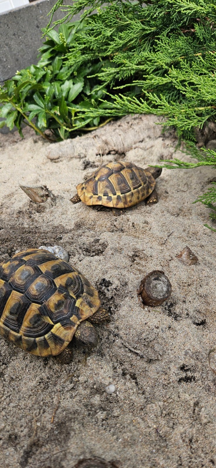 Prachtige gechipte vrouw landschildpad uit 2016 Tortoise photo 3