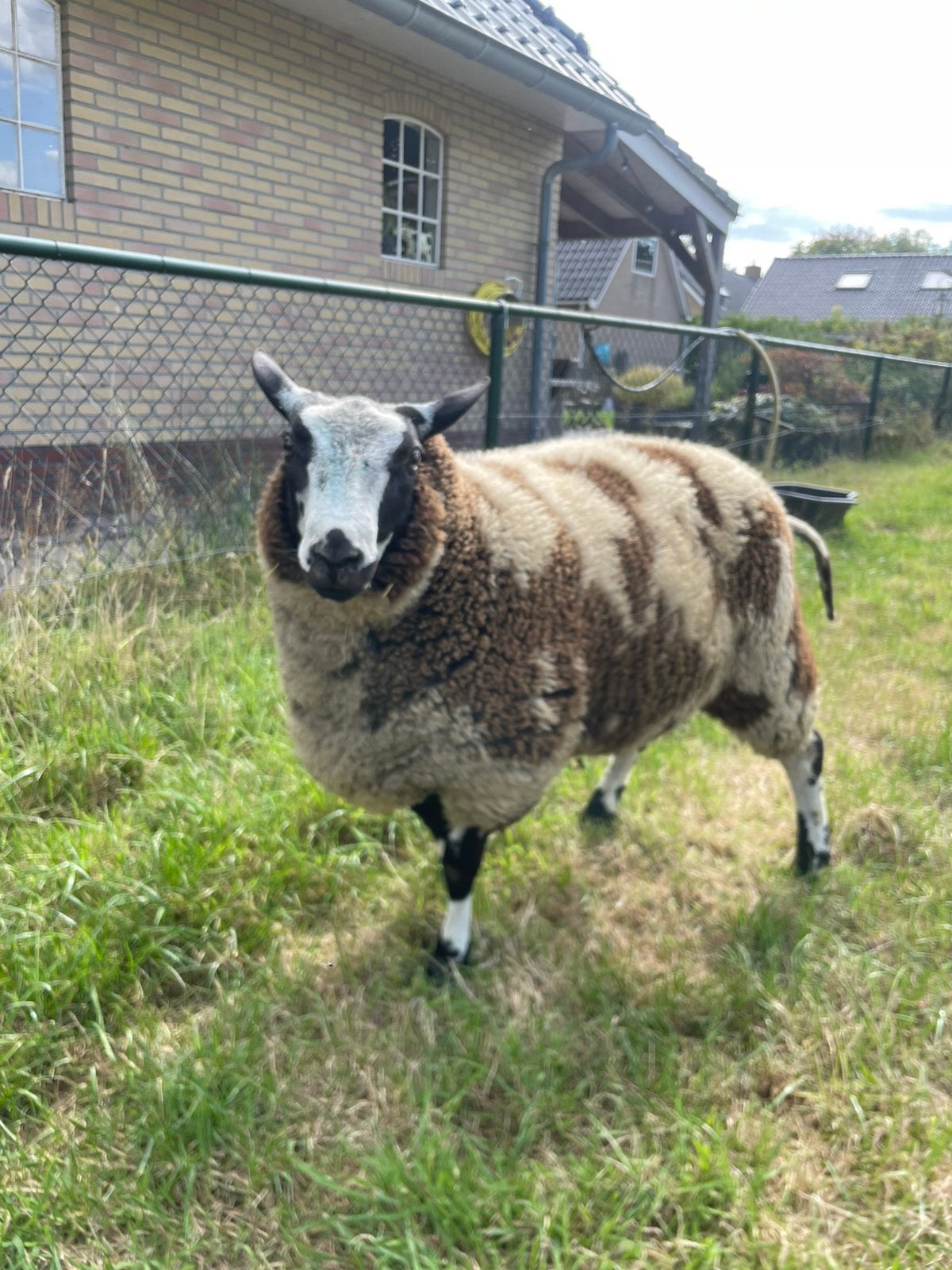Mooie dekram te koop, Dieren en Toebehoren, Mannelijk, Schaap