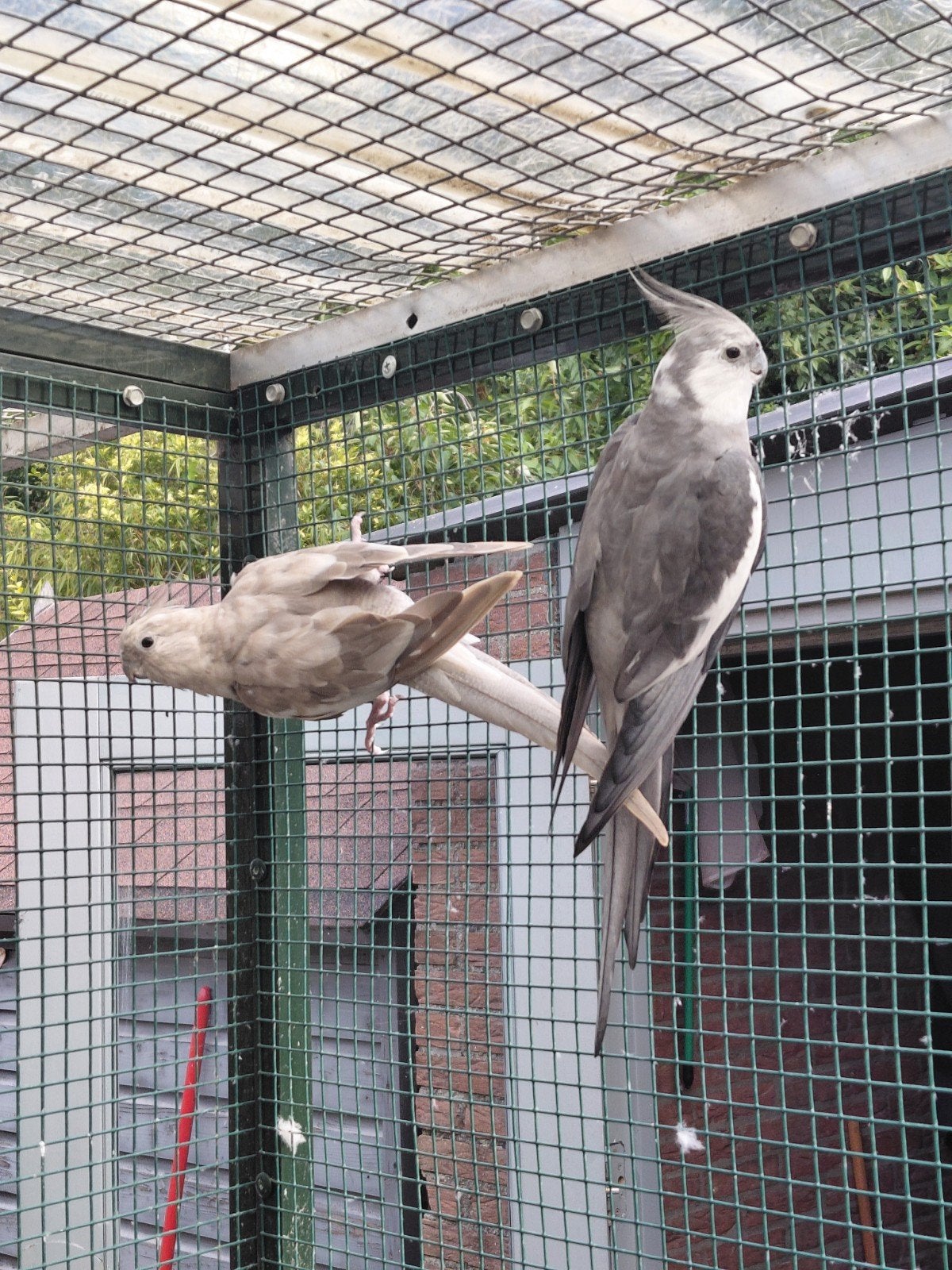 witmasker bewezen koppel valkparkieten, Dieren en Toebehoren, Vogels | Parkieten en Papegaaien, Meerdere dieren, Parkiet