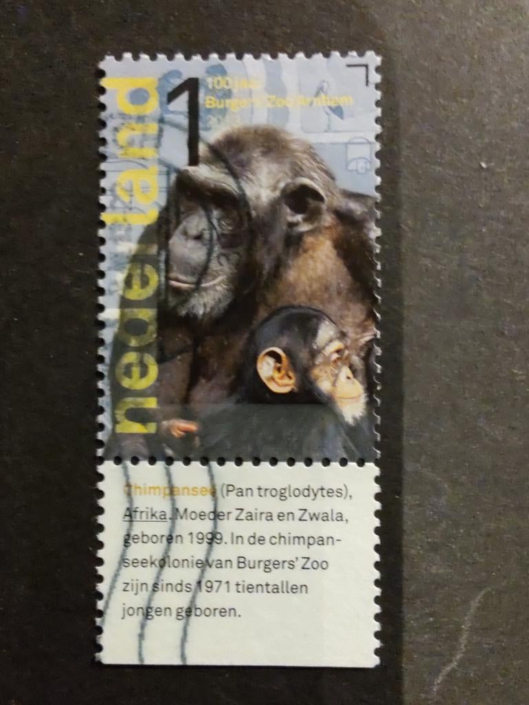 3037 chimpansee 2013 burgers Zoo, Postzegels en Munten, Postzegels | Nederland, Ophalen of Verzenden