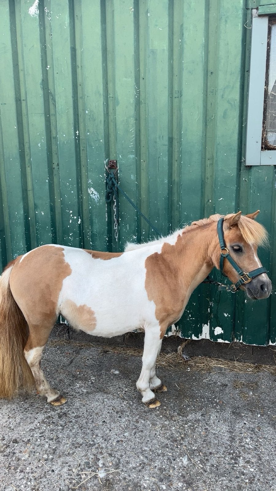 Super lieve stamboek merries met merrieveulens te koop, Dieren en Toebehoren, Pony's, Merrie, A pony (tot 1.17m), Met stamboom