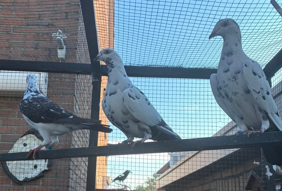 Te koop: Scherens van Gramberen postduiven.Lees advertentie, Meerdere dieren, Overige soorten