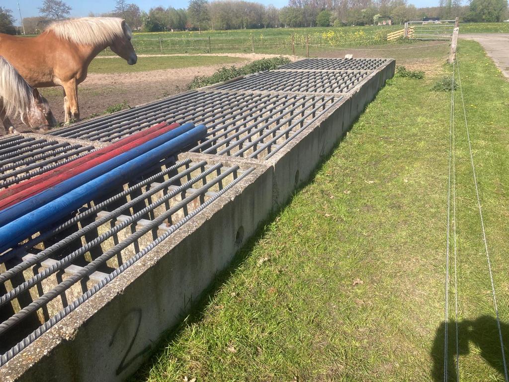 Wildrooster | Veerooster | Nieuw