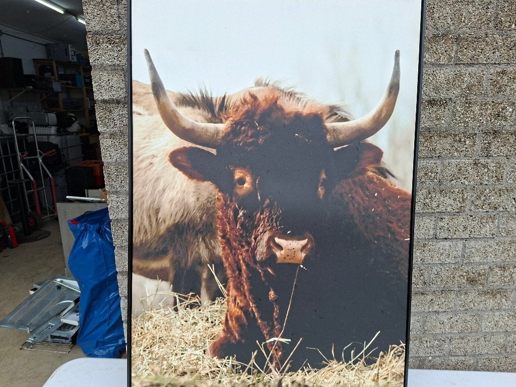 mega groot schilderij schotse hooglander, Ophalen, Zo goed als nieuw, 125 cm of meer, Schilderij