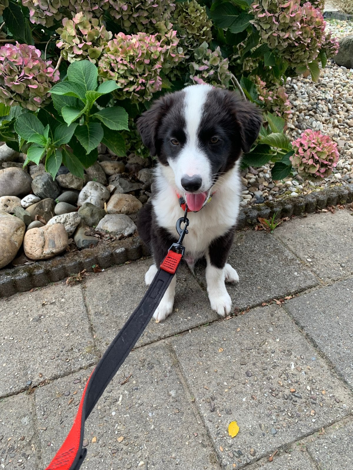 Lieve border collie/australian shepherd pup 15 weken, Parvo, 15 weken tot 1 jaar, Reu, Collie