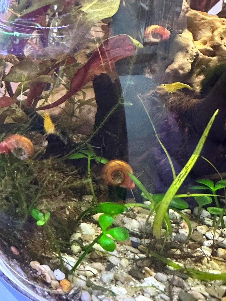 Gouden Posthoornslakken, Dieren en Toebehoren, Vissen | Aquariumvissen, Slak of Weekdier, Zoetwatervis